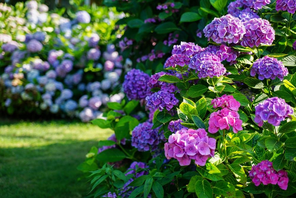 The Ultimate Guide to the Perfect Hydrangea Soil