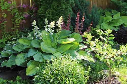 Decorative Shade Lovers: Maintenance Tips for Your Hosta Plants