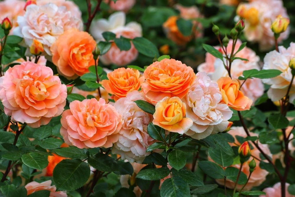 Grow Healthy Roses: Avoid These Plant Neighbors