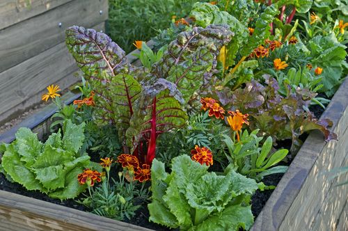 Make Your Container Garden Flourish: Common Pitfalls and Solutions