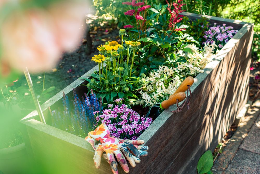 Buzzing Blooms: The Best Fast-Growing Flowers for Container Gardens