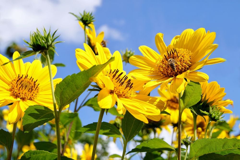 Enjoy The Year-Round Blooms of Perennial Sunflowers: A Detailed Guide