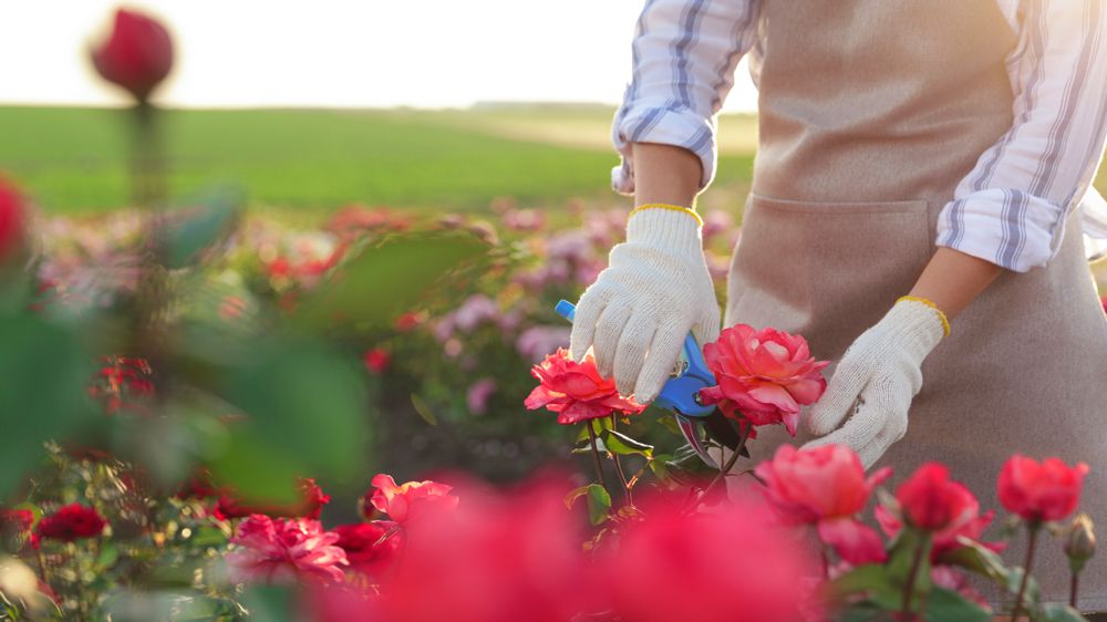 Boost Your Blooms: Unleash Your Roses' Potential This Summer
