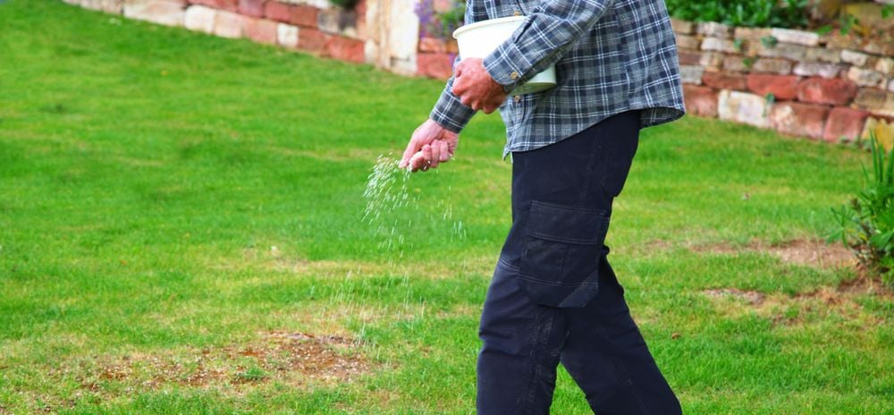 The Right Timing is Key for a Lush Lawn