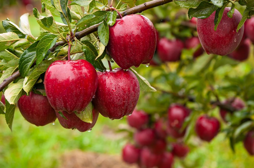 The Perfect Time for Planting Fruit Trees: An Autumn Adventure
