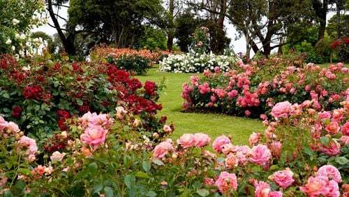 Boost Your Blooms: Unleash Your Roses' Potential This Summer