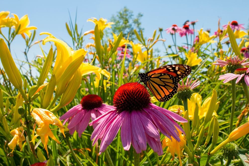 Savvy Summer Plant Care: How and When to Cut Back Popular Perennials