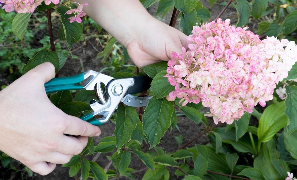 Easy Hydrangea Care: Expert Tips on Proper Watering