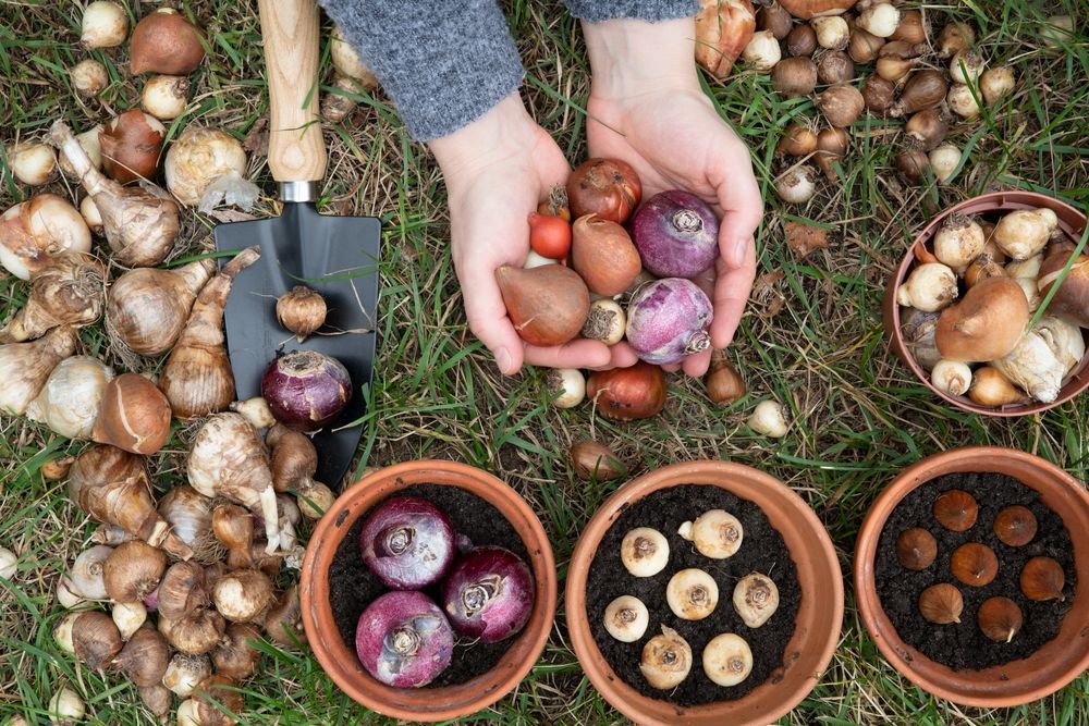 Revamp Your Garden: Trust the Pros on Dividing Spring Bulbs