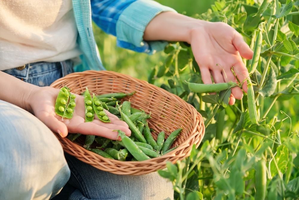 Delight in Growing Peas: An Easy Guide to Harvesting