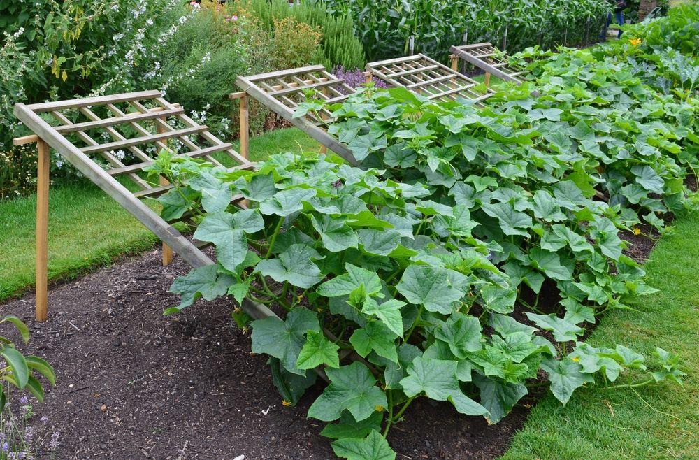 DIY Garden Trellises: A Beginner's Guide