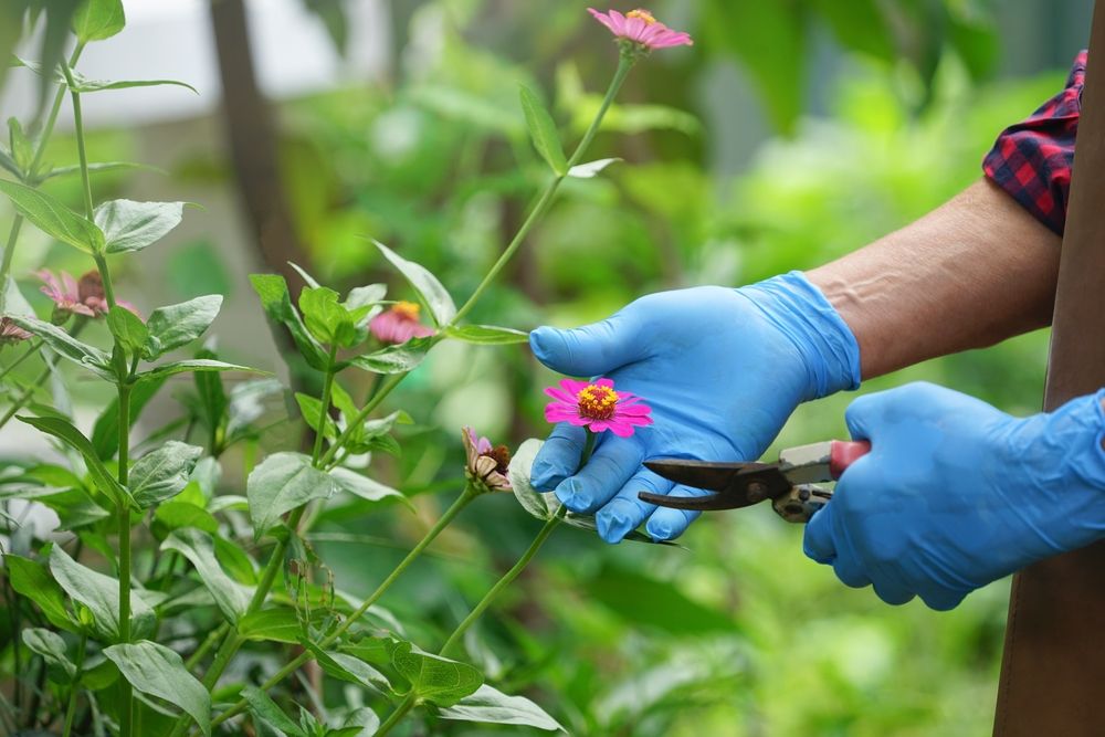 Boost Your Summer Blooms: A Guide to Deadheading Zinnias