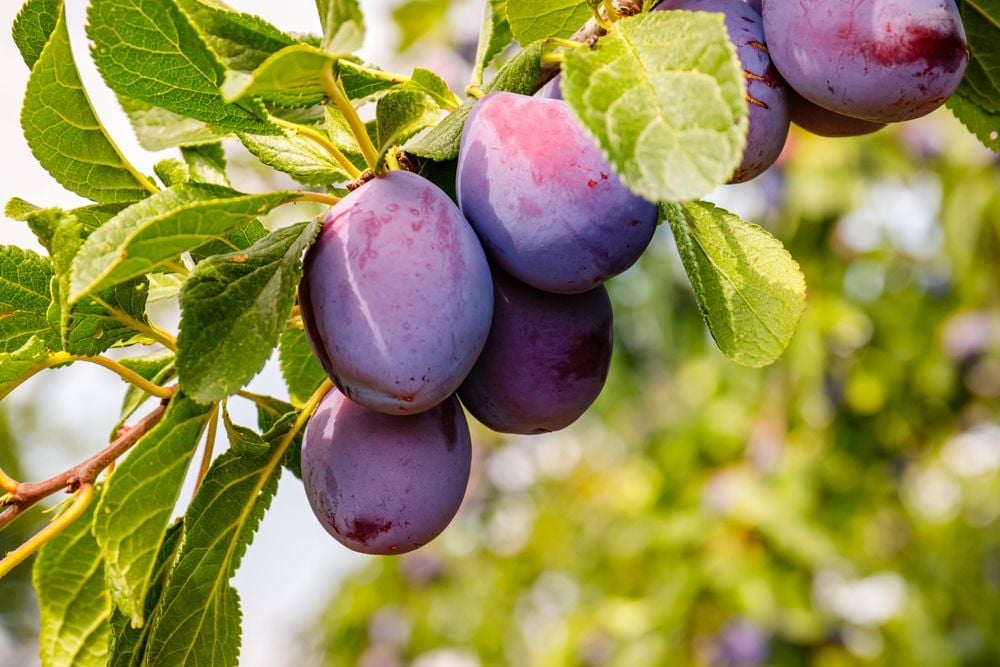 Grow Your Very Own Plum Tree From A Pit