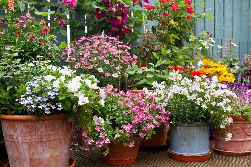 Buzzing Blooms: The Best Fast-Growing Flowers for Container Gardens