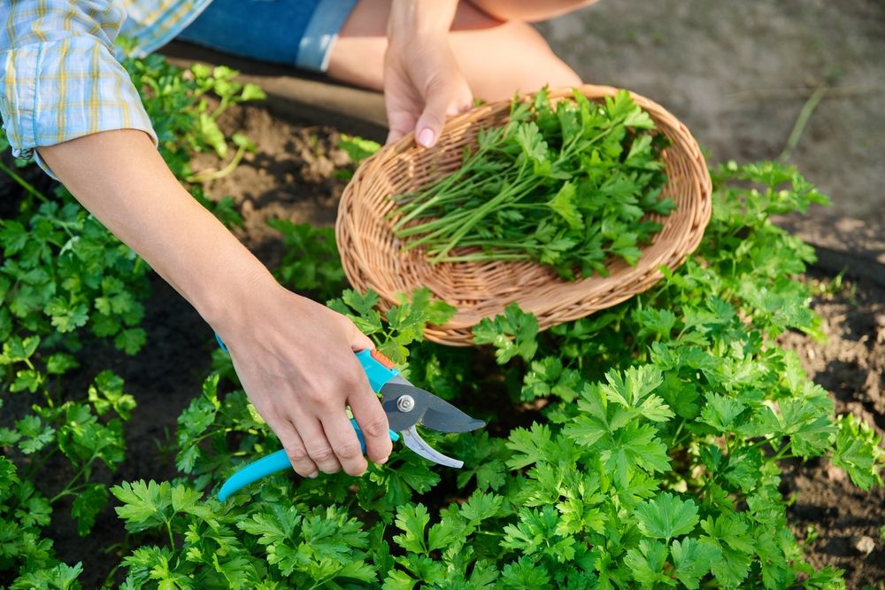 Fresh Companions: Parsley's Power in Boosting Garden Health