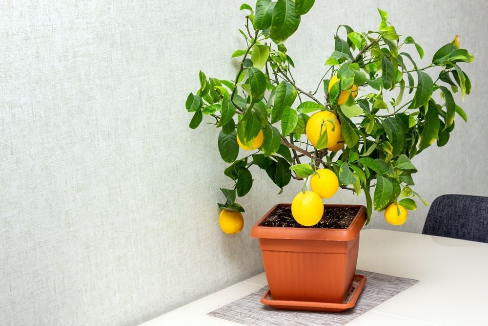 Cultivating Your Own Fruits: A Step-by-Step Guide