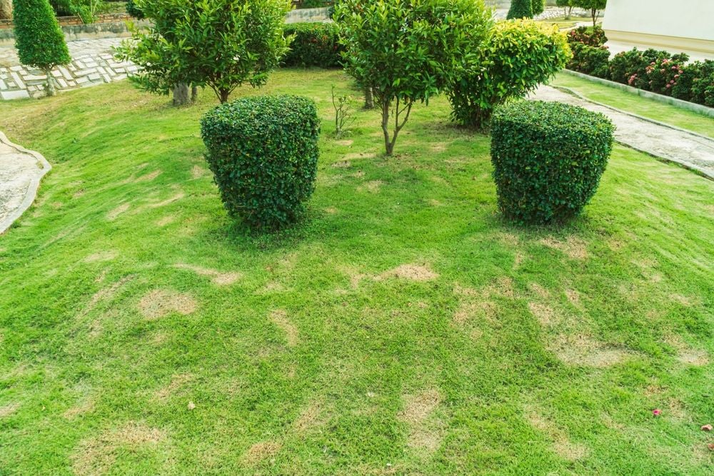 Banishing the Fungus: A Guide to Healthy Lawns