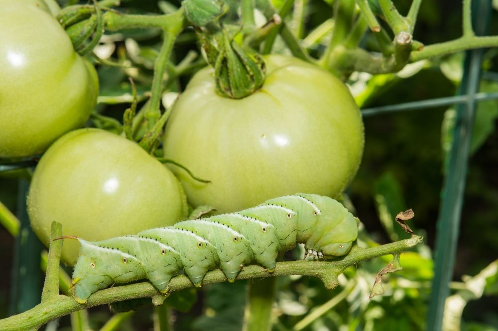 Defeating the Serpent of the Garden: A guide to battling Tomato Hornworms
