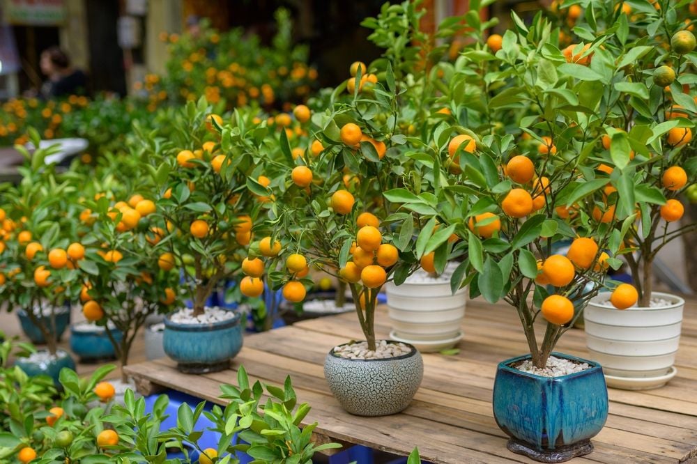 Cultivating Your Own Fruits: A Step-by-Step Guide