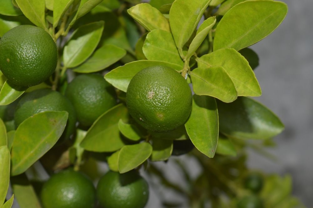 Key Lime Trees: Your Guide to Euphoric Gardening