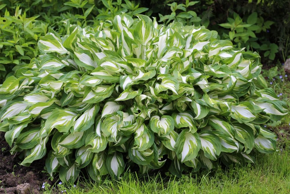 Decorative Shade Lovers: Maintenance Tips for Your Hosta Plants