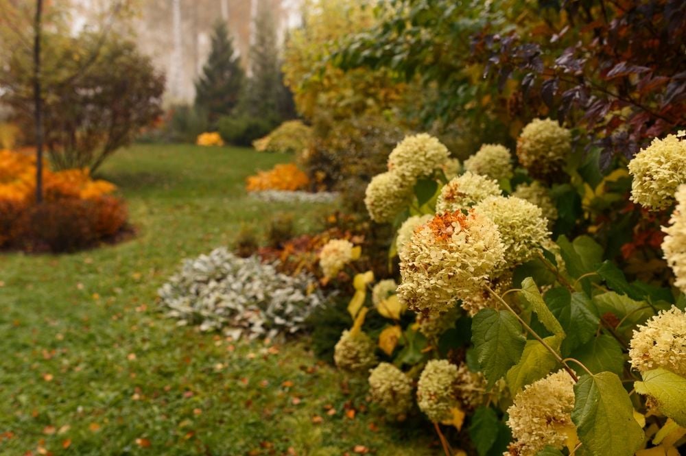 Harness the Beauty of Fall: Top Garden Picks for an Autumn Bloom