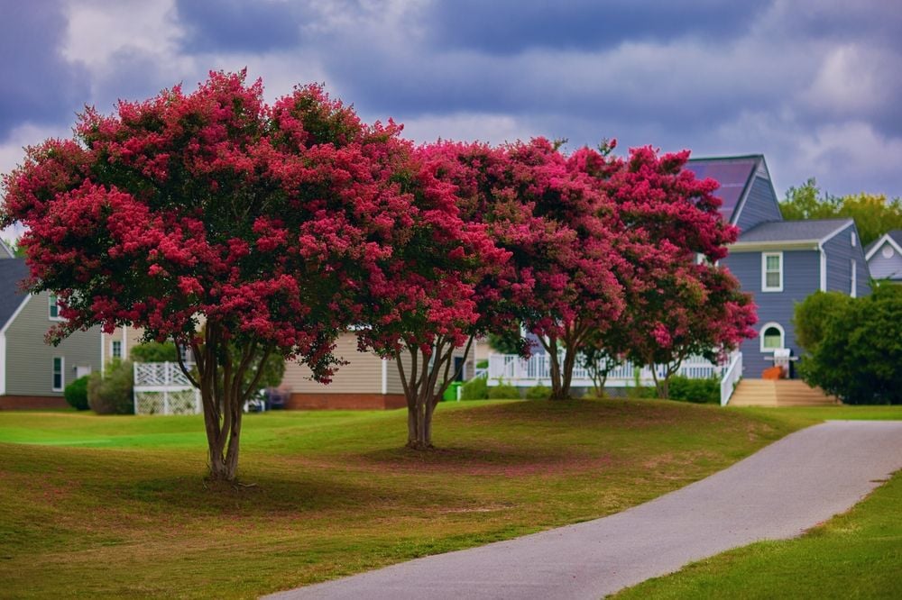 Fast-Growers: The Best Trees for Quick Landscaping Results