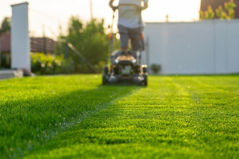Mowing Missteps: The Worst Times to Trim Your Lawn