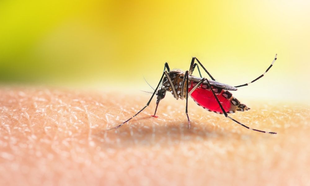Wage Your War Against Mosquitoes: Expert Tips to Keep Your Yard Bug-Free This Summer