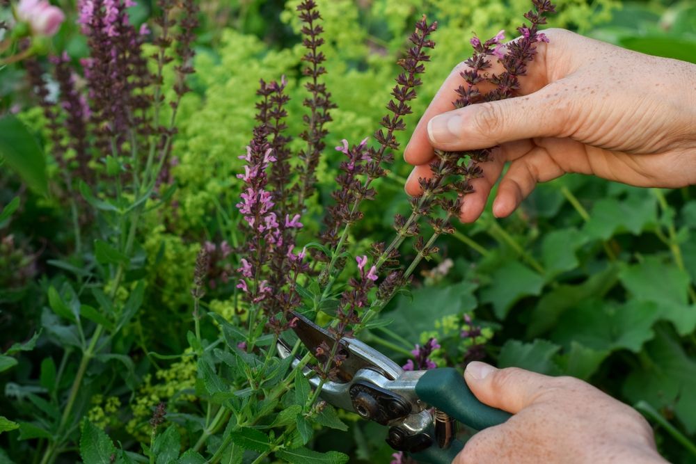 Savvy Summer Plant Care: How and When to Cut Back Popular Perennials