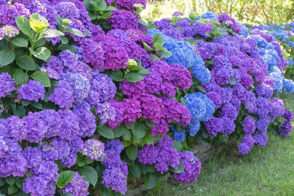 Easy Hydrangea Care: Expert Tips on Proper Watering