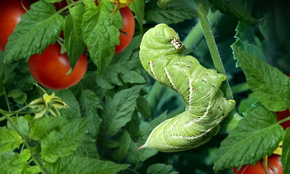 Defeating the Serpent of the Garden: A guide to battling Tomato Hornworms