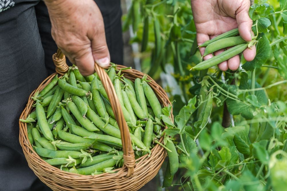 Delight in Growing Peas: An Easy Guide to Harvesting