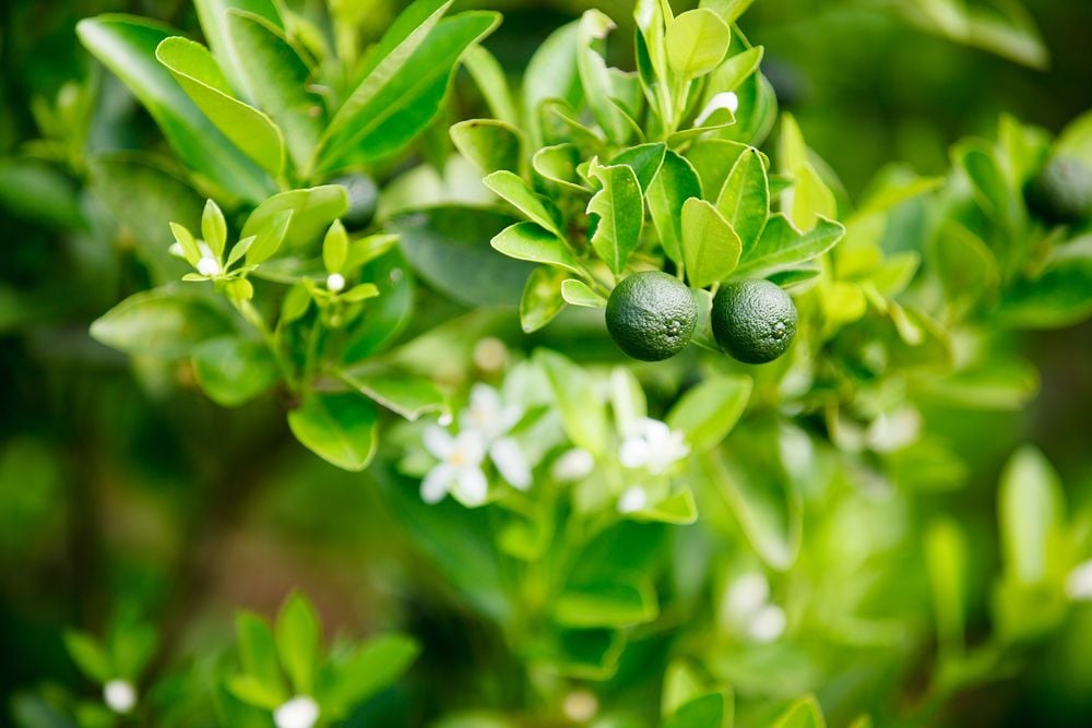 Key Lime Trees: Your Guide to Euphoric Gardening