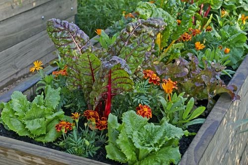 Make Your Container Garden Flourish: Common Pitfalls and Solutions