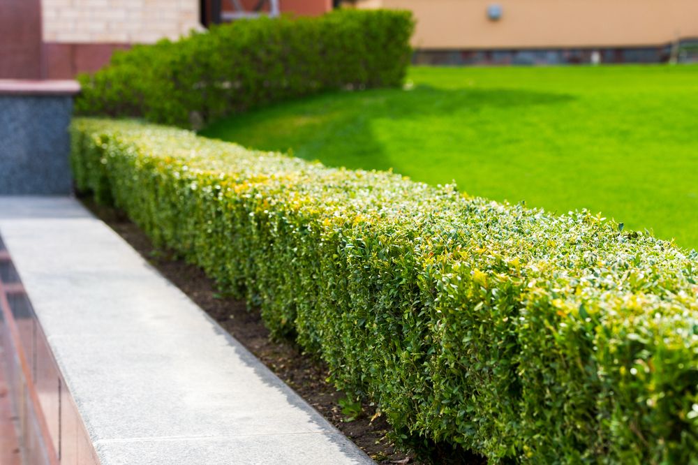Essential Tips on Trimming Hedges: When and How to Do it
